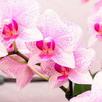 Orchidée papillon Phalaenopsis 'Rotterdam' Rose
