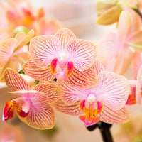 Orchidée papillon Phalaenopsis 'Trento' Orangé