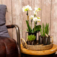 Ensemble complet de plantes 'Sturdy'  Blanc-Vert-Gris