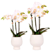 2x Orchidée Phalaenopsis - Ensemble blanc avec 2x Cache-pot blanc