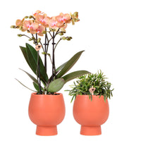 1x Orchidée Phalaenopsis + 1x Rhipsalis Prismatica orange-vert avec cache-pots en terre cuite