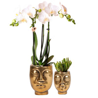 1x Orchidée Phalaenopsis + 1x Succulente Crassula blanc-vert avec cache-pots dorés