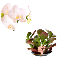 1x Orchidée Phalaenopsis + 1x Succulente Crassula - blanc-vert avec cache-pots verts