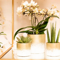 1x Orchidée Phalaenopsis +1x Succulente Crassula blanc-vert avec cache-pots dorés