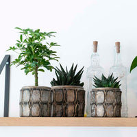 3x Succulente - Ensemble vert avec cache-pots + porte-plantes en bois