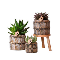 3x Succulente - Ensemble vert avec cache-pots + porte-plantes en bois