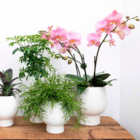2x Succulente - Ensemble vert avec cache-pots blancs