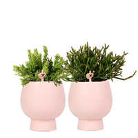 2x Rhipsalis - Ensemble vert avec cache-pots roses