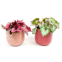 2x Bégonia Begonia - Mélange 'Color Match' vert-rouge avec cache-pots