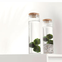 3x Marimo Boule de mousse  Chladophora  avec verre