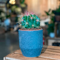 Cactus boule Ferocactus stainesii