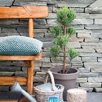 Juniperus Scopulorum 'Moonglow' XL bleu