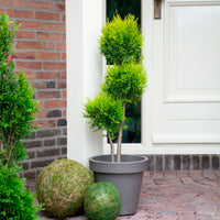 Thuya Thuja XL à boules multiples Vert-Jaune