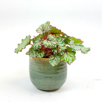 Bégonia Begonia 'Asian Tundra' avec pot décoratif vert