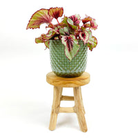 Bégonia Begonia 'Asian Tundra' avec pot décoratif et tabouret