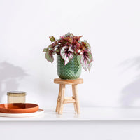 Bégonia Begonia 'Asian Tundra' avec pot décoratif et tabouret