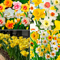 540x Narcisse Narcissus - Mélange multicolore 'Fleurs printanières'