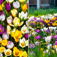 500x Crocus - Mélange multicolore 'Fleurs magnifiques'
