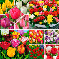 480x Tulipe Tulipa - Mélange multicolore 'Tulipes colorées' Mélange de couleurs