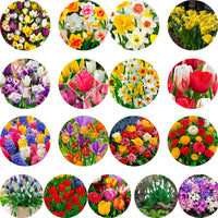 2000x Bulbes à fleurs - Mélange multicolore 'Toutes les couleurs'