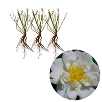 3x Rosier grimpant Rosier Rosa 'Direktor Benschop'® Blanc  - Plants à racines nues