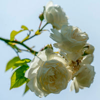 3x Rosier grimpant Rosier Rosa 'Direktor Benschop'® Blanc  - Plants à racines nues