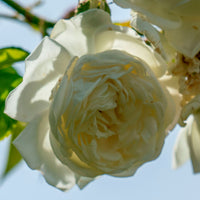 3x Rosier grimpant Rosier Rosa 'Direktor Benschop'® Blanc  - Plants à racines nues