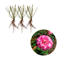 3x Rosier grimpant Rosa 'Haendel'® Blanc-Rouge  - Plants à racines nues