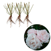 3x Rosier grimpant Rosa hybride 'New Dawn'® Rose  - Plants à racines nues