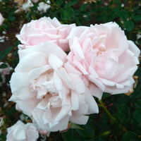 3x Rosier grimpant Rosa hybride 'New Dawn'® Rose  - Plants à racines nues