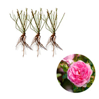 3x Rosier grimpant Rosa 'Ozeana'® Violet  - Plants à racines nues