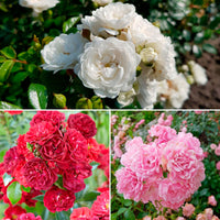 3x Rosier couvre-sol - Mélange 'Couvre-sol' Blanc-Rouge-Rose  - Plants à racines nues