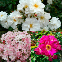 3x Rosier couvre-sol - Mélange 'Aimants à papillons' Blanc-Rose  - Plants à racines nues