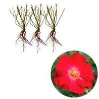 3x Roses Rosa 'Amulet Mella'® Rouge  - Plants à racines nues