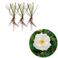 3x Roses Rosa 'Crystal Mella'® Blanc  - Plants à racines nues