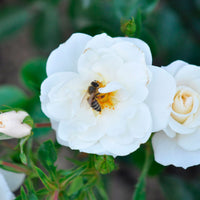 3x Roses Rosa 'Crystal Mella'® Blanc  - Plants à racines nues