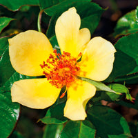 3x Roses Rosa 'Ducat Mella'® Jaune  - Plants à racines nues