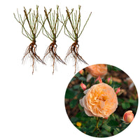 3x Roses Rosa 'Eveline Wild'® floribunda Rose  - Plants à racines nues