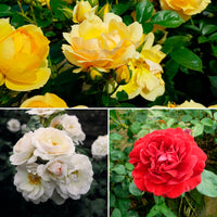 3x Rosier multiflore Rosa - Mélange 'Grande Floraison'  Orangé-Blanc-Rouge  - Plants à racines nues