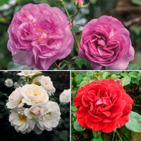 3x Rosier multiflore Rosa - Mélange 'Parfum Généreux'  Orangé-Violet-Blanc  - Plants à racines nues