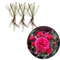 3x Roses Rosa 'Dolce'® Rose  - Plants à racines nues