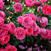 3x Roses Rosa 'Dolce'® Rose  - Plants à racines nues