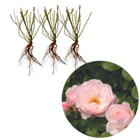 3x Roses Rosa 'Pear'® Rose  - Plants à racines nues