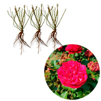 3x Roses Rosa 'Red Meilove'® Rouge  - Plants à racines nues