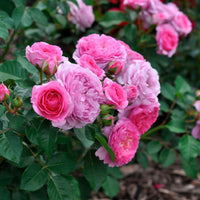 3x Roses Rosa 'Renée van Wegberg'® Rose  - Plants à racines nues