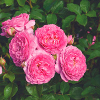 3x Roses Rosa 'Renée van Wegberg'® Rose  - Plants à racines nues
