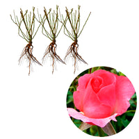 3x Rosier multiflore Rosier Rosa 'Ville de Roeulx'® Rose  - Plants à racines nues