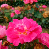 3x Rosier multiflore Rosier Rosa 'Ville de Roeulx'® Rose  - Plants à racines nues
