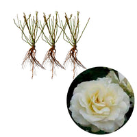 3x Roses 'White Meilove'® Blanc  - Plants à racines nues