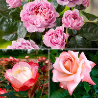 3x Rosier à grandes fleurs Rosa 'Parfum nostalgique'  Mélange de couleurs  - Plants à racines nues